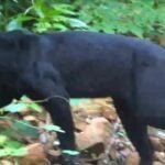 Black panther delight as it strolls through Kaeng Krachan park | Thaiger