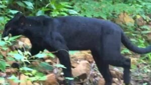 Black panther delight as it strolls through Kaeng Krachan park