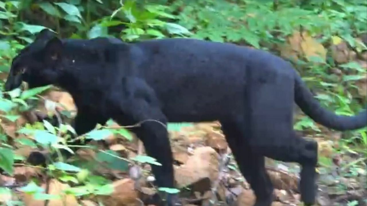 Black panther delight as it strolls through Kaeng Krachan park