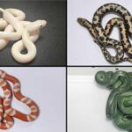 Slithery surprise: Indian caught smuggling live snakes into Mumbai | Thaiger