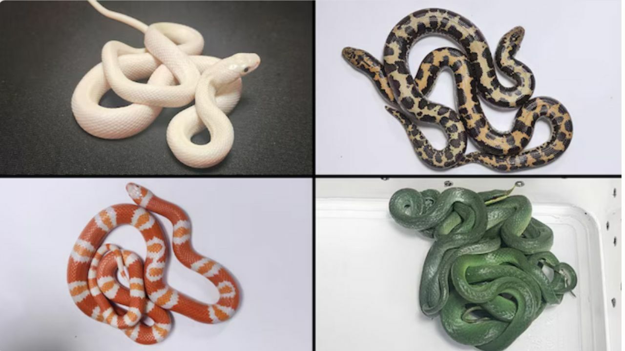 Slithery surprise: Indian caught smuggling live snakes into Mumbai