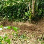 Two teens arrested for murder in Trang forest | Thaiger