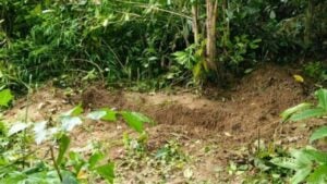 Two teens arrested for murder in Trang forest