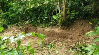 Two teens arrested for murder in Trang forest