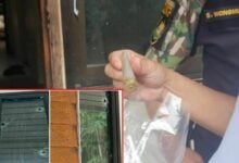 Attack on Mae Tuen wildlife sanctuary sparks urgent police hunt