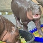 Hippo-star rising: Moo Deng cooks up at zoo birthday bash | Thaiger