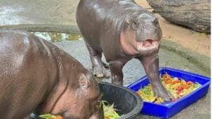 Hippo-star rising: Moo Deng cooks up at zoo birthday bash
