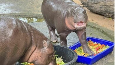 Hippo-star rising: Moo Deng cooks up at zoo birthday bash