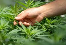 Thai cannabis dispensaries must become medical clinics to stay legal | Thaiger