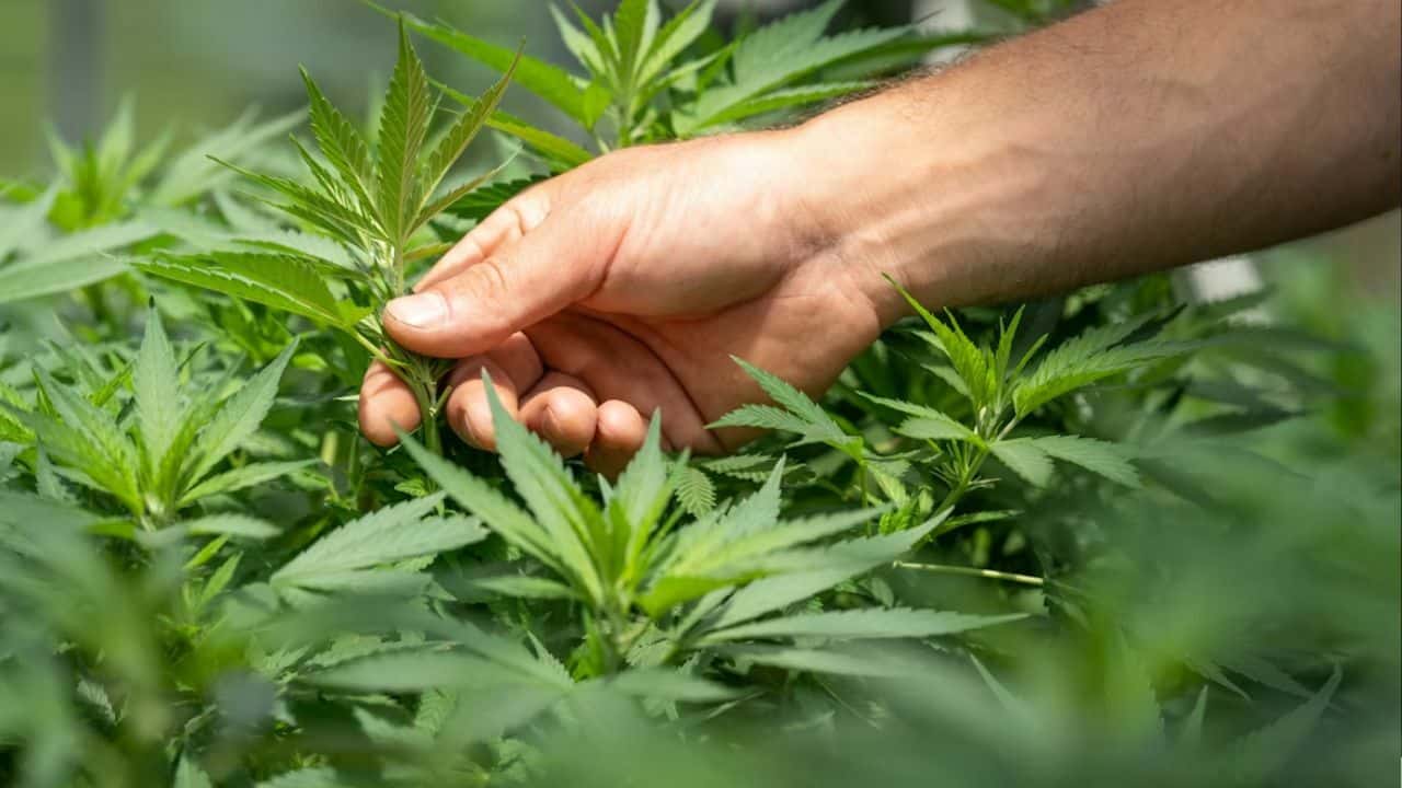 Thai cannabis dispensaries must become medical clinics to stay legal