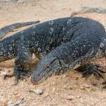 From pests to baht: Thailand’s monitor lizards set to make a killing | Thaiger