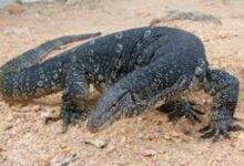 From pests to baht: Thailand’s monitor lizards set to make a killing | Thaiger