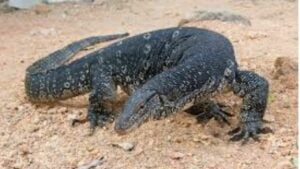 From pests to baht: Thailand’s monitor lizards set to make a killing