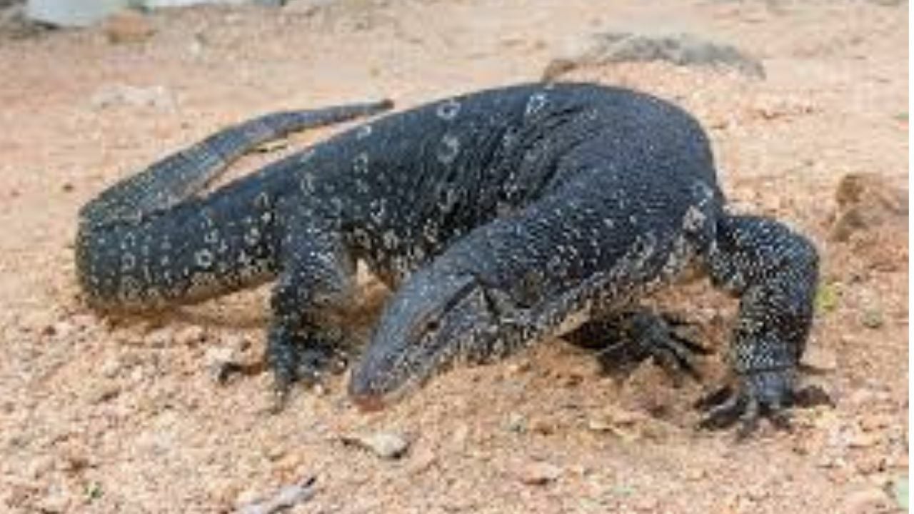 From pests to baht: Thailand’s monitor lizards set to make a killing