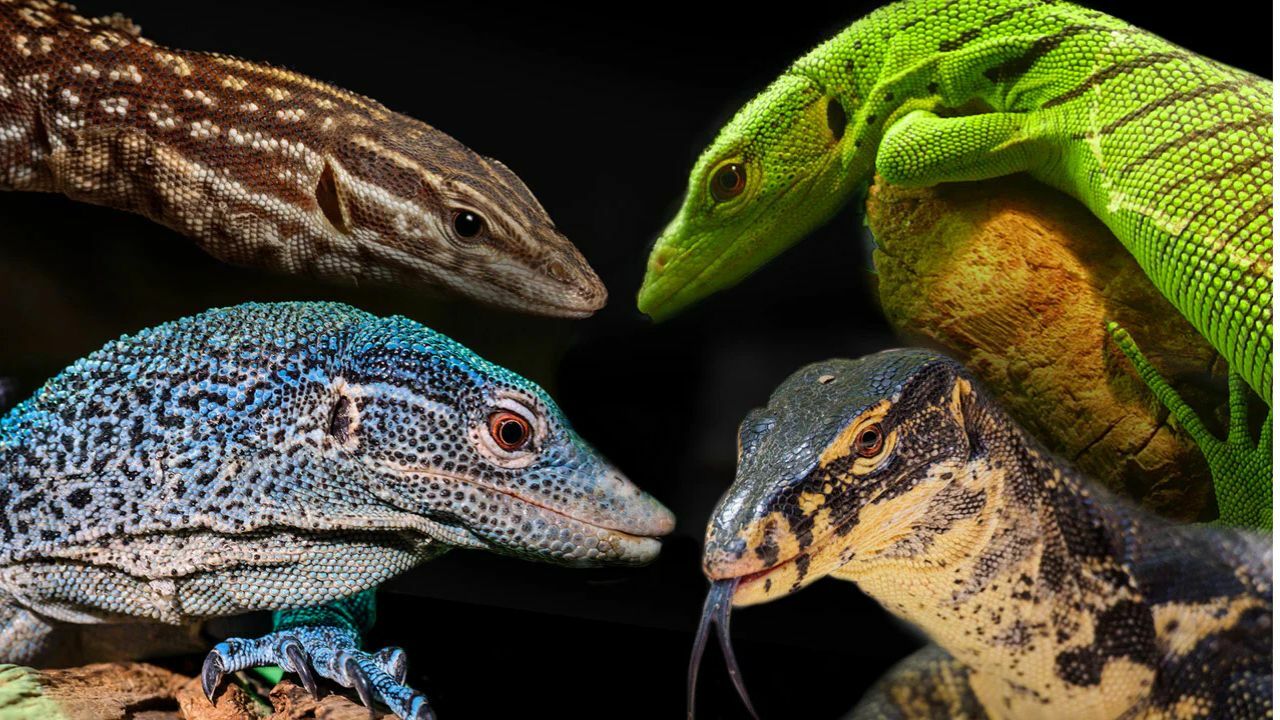 From pests to baht: Thailand’s monitor lizards set to make a killing | News by Thaiger