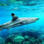 Shark ‘n’ awe as blacktip reef sharks swarm Maya Bay in Krabi (video) | Thaiger