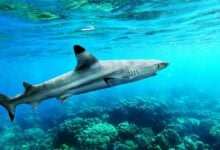 Shark ‘n’ awe as blacktip reef sharks swarm Maya Bay in Krabi (video)