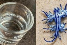 Blue murder: Deadly sea dragon resurfaces off Phuket (video)