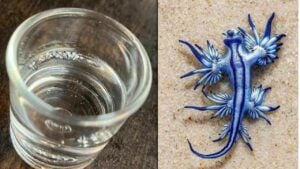 Blue murder: Deadly sea dragon resurfaces off Phuket (video)