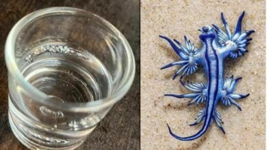 Blue murder: Deadly sea dragon resurfaces off Phuket (video)