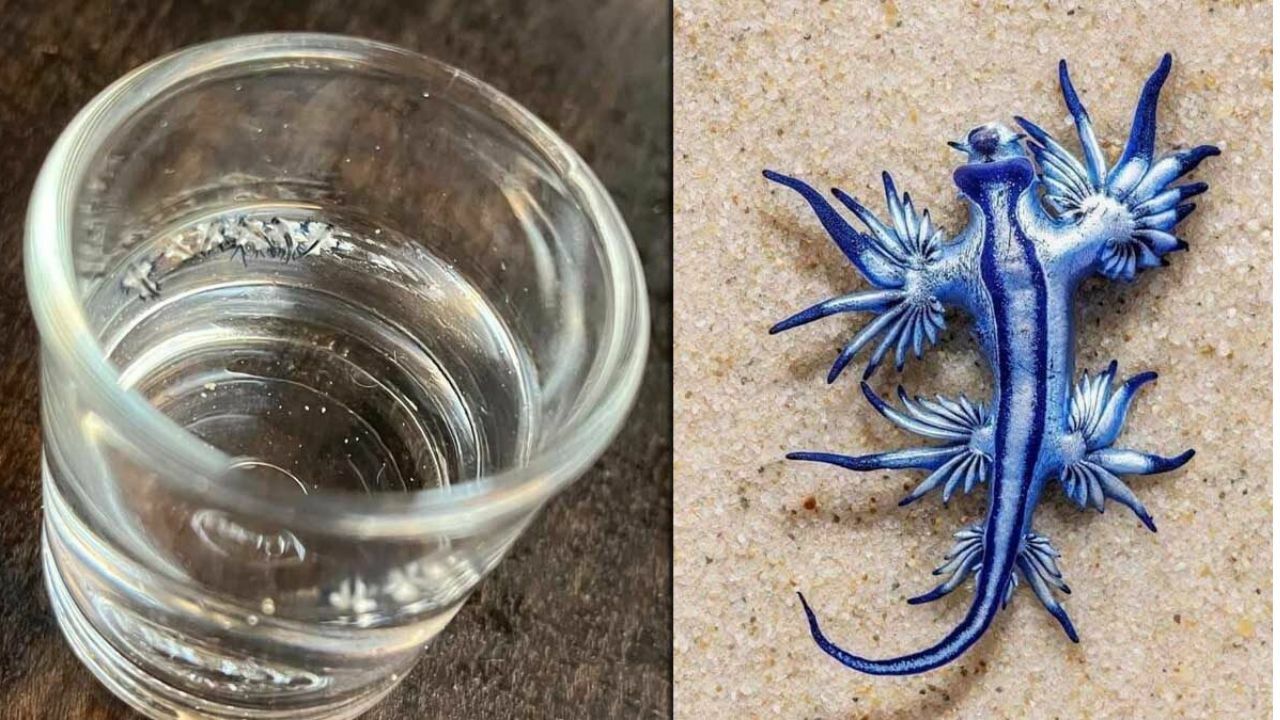 Blue murder: Deadly sea dragon resurfaces off Phuket (video)