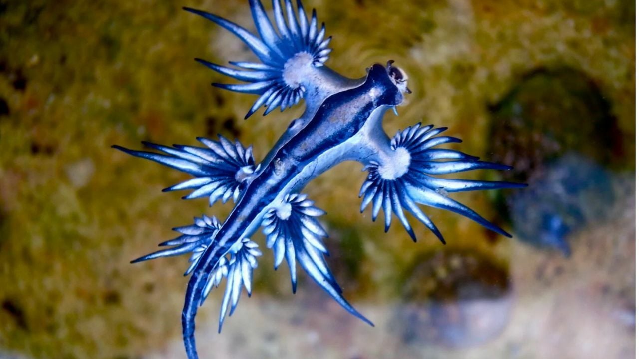 Blue murder: Deadly sea dragon resurfaces off Phuket (video) | News by Thaiger
