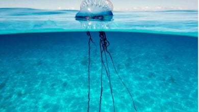 Jellyfish helliday turns toxic as ‘floating terror’ hits Phuket beach