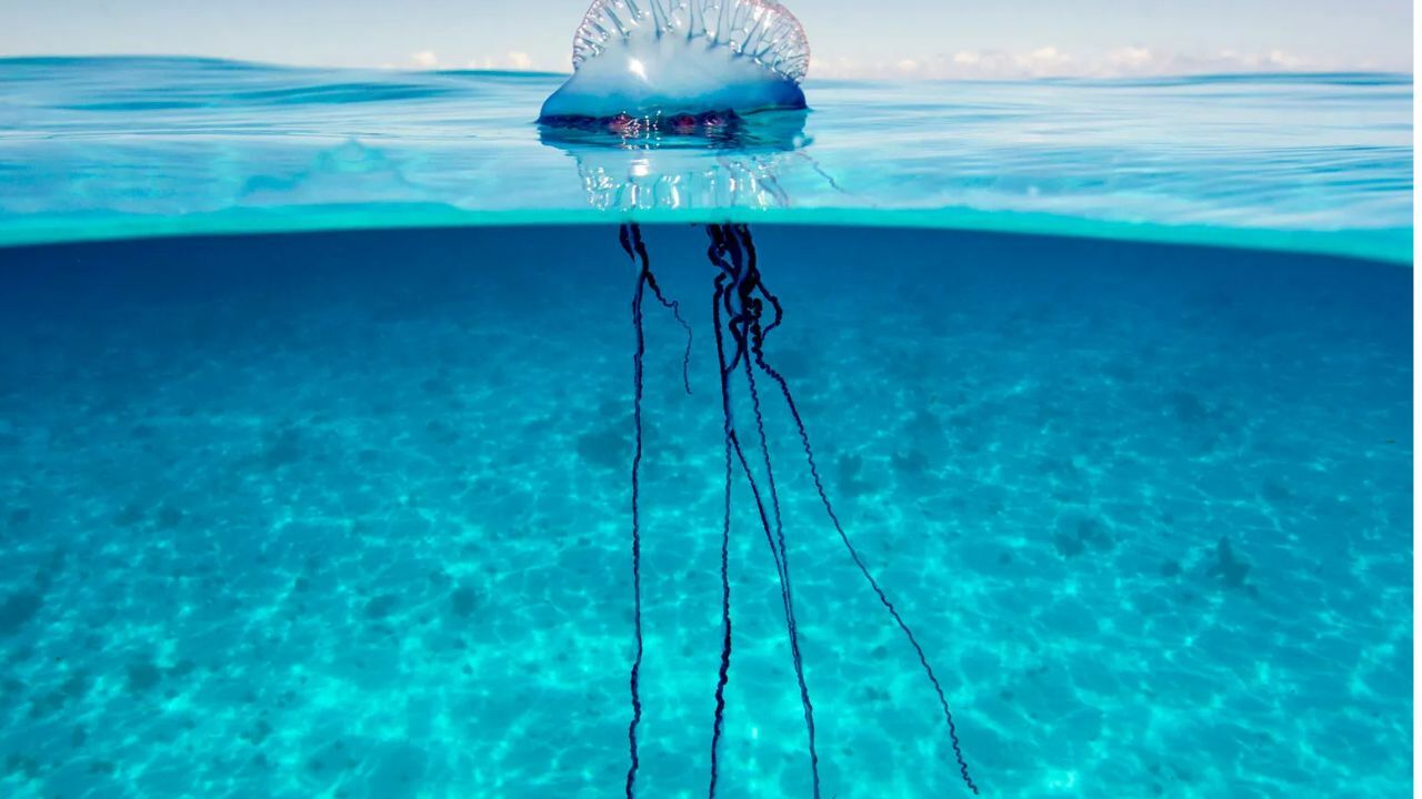 Jellyfish helliday turns toxic as ‘floating terror’ hits Phuket beach