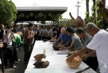 Royal nut: Rare Coco de Mer haul cracks global record in Pattaya