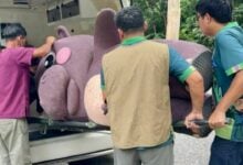 Hippo-critically trained! Zoo drills escape with porky starlet Moo Deng (video)