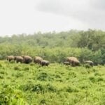 Wild elephants from Thap Lan venture out, sparking concerns | Thaiger