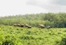 Wild elephants from Thap Lan venture out, sparking concerns