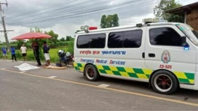 Moo-ving too fast: Biker killed in horror smash with herd of cows