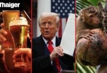 Thailand Video News | Trump targets Thai imports with 36% tariff in escalating trade push, Thailand bans monkey labour in coconut industry amid global backlash