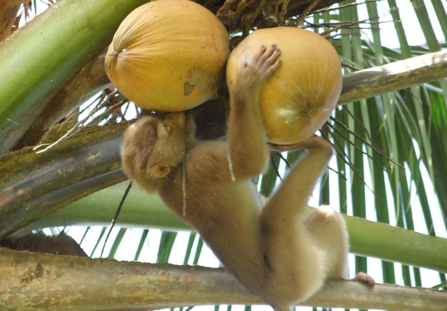 Monkey business banned: Thai coconuts go cruelty-free | News by Thaiger