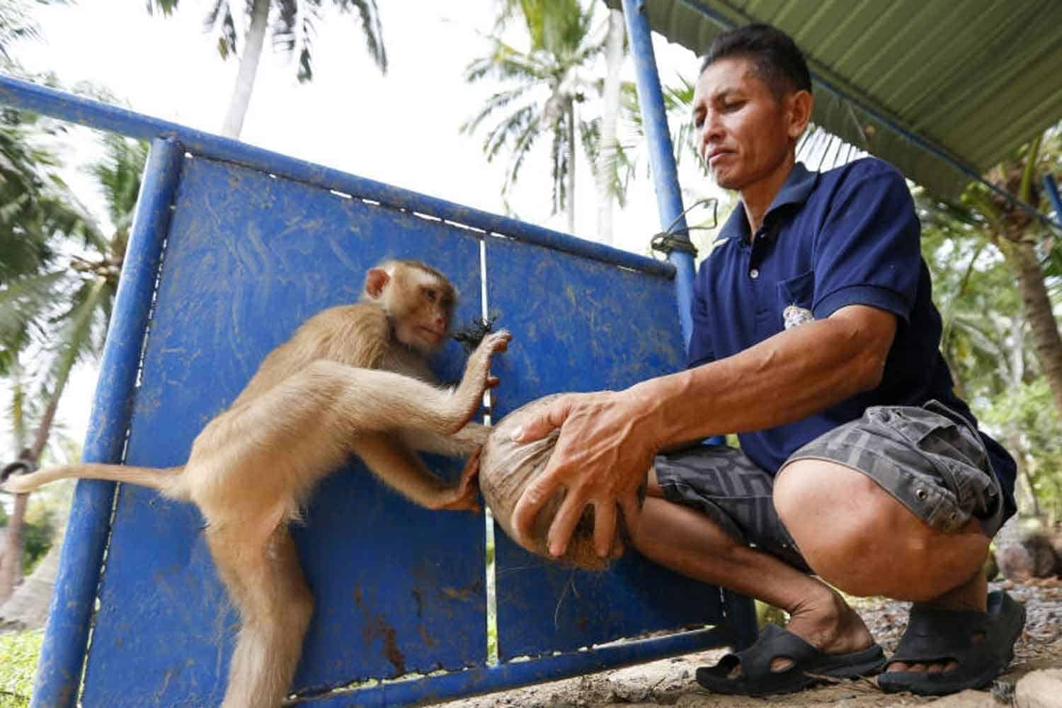 Monkey business banned: Thai coconuts go cruelty-free | News by Thaiger