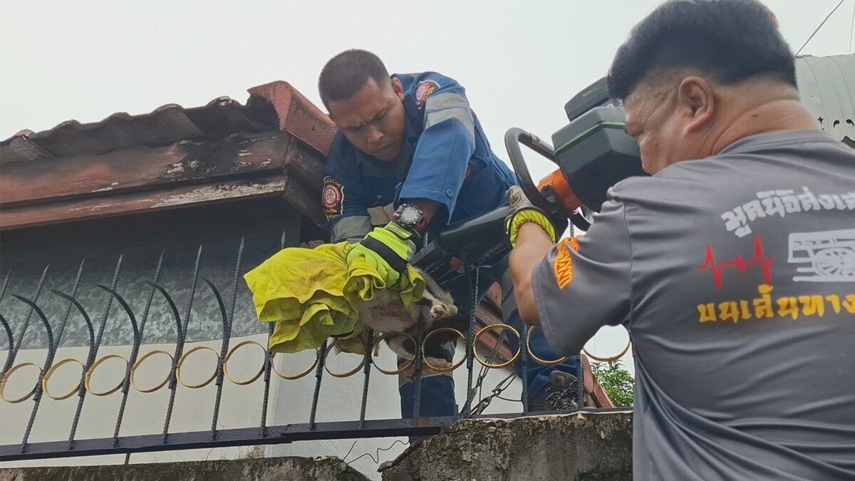 Brawling cat impaled on fence sparks Udon Thani rescue | News by Thaiger