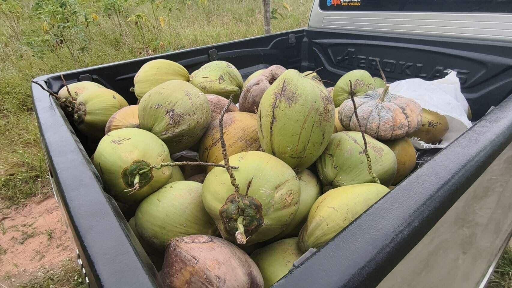 Nut job nabbed! Coconut crook caught hiding in cassava patch | News by Thaiger