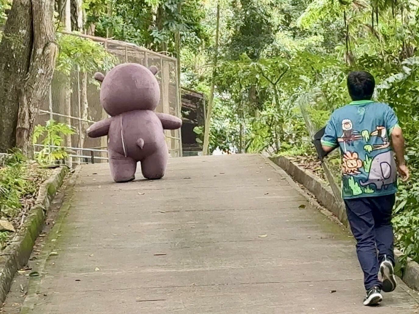 Hippo-critically trained! Zoo drills escape with porky starlet Moo Deng (video) | News by Thaiger