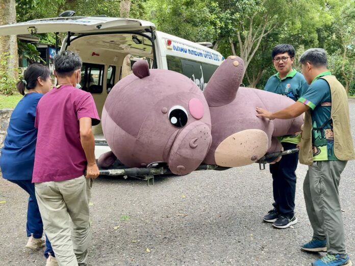 Hippo-critically trained! Zoo drills escape with porky starlet Moo Deng (video) | News by Thaiger