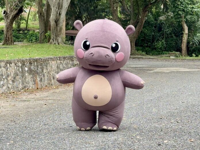 Hippo-critically trained! Zoo drills escape with porky starlet Moo Deng (video) | News by Thaiger