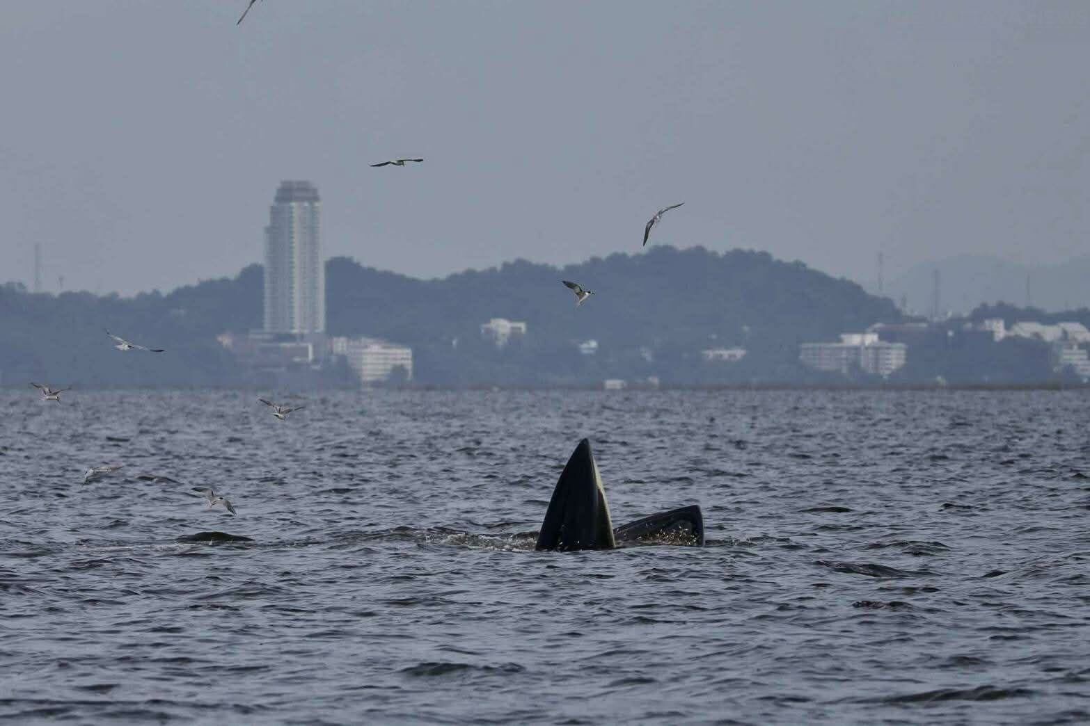 Bryde's whales delight tourists at Bang saen Beach, Chon Buri | News by Thaiger