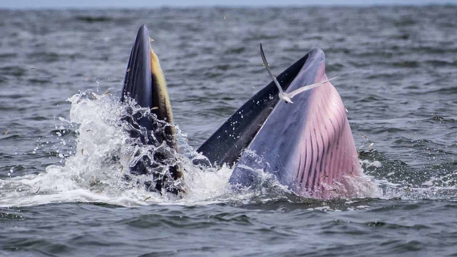 Bryde's whales delight tourists at Bang saen Beach, Chon Buri | News by Thaiger