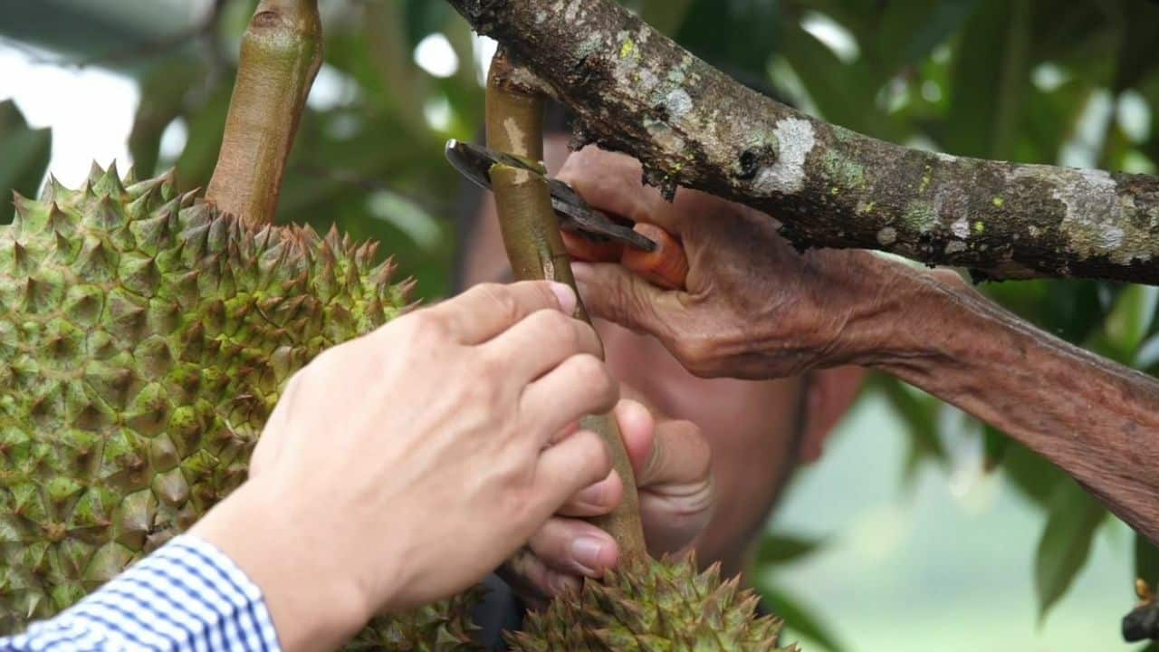Durian grown on floating accommodation sold at 300,000 baht