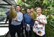 Thai man sells ‘floating durian’ for 300,000 baht at fruit festival auction