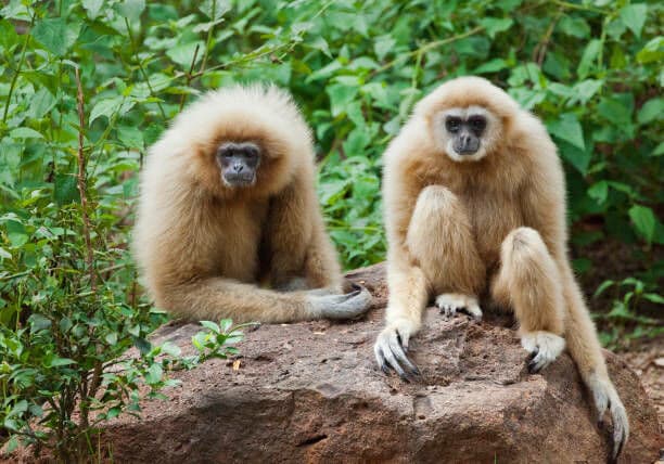 Bangkok gibbon smuggling busted at India's Chennai Airport | News by Thaiger
