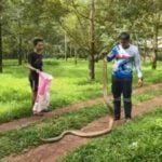 Rescuer catches giant king cobra in Trang durian orchard | Thaiger
