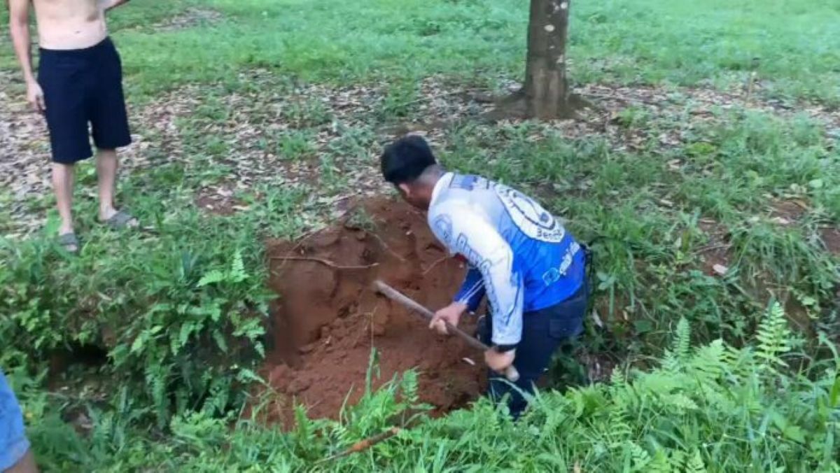 Rescuer catches giant king cobra in Trang durian orchard | News by Thaiger