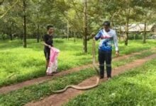 Rescuer catches giant king cobra in Trang durian orchard