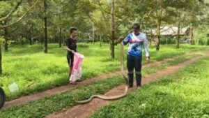 Rescuer catches giant king cobra in Trang durian orchard